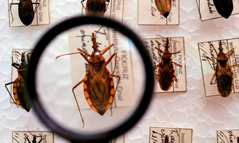 A Doença de Chagas, causada pelo Trypanosoma cruzi, é transmitida pelo barbeiro, sendo uma das doenças estudadas pela pesquisa. Foto: Agência Brasil/Ministério da Saúde.