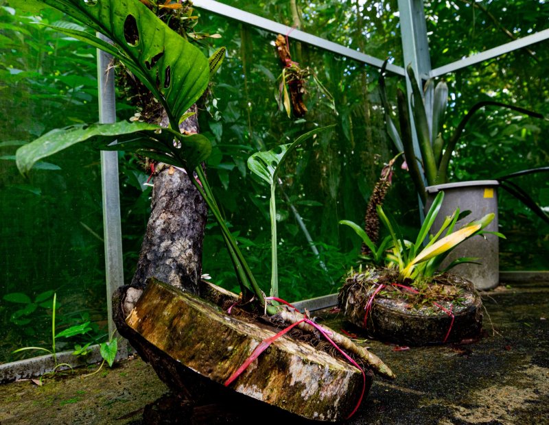 A presença das plantas na natureza também impacta, de diferentes formas, aves, répteis, mamíferos e formigas. Foto: Érico Xavier.