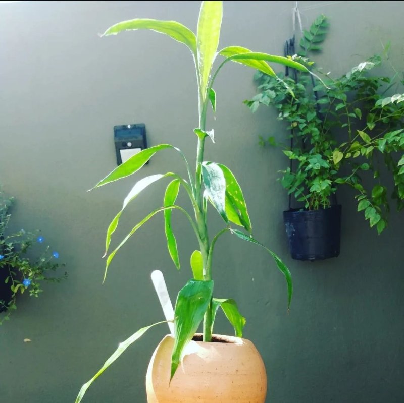 Bambu da sorte tratado no Garagem de Plantas e Ideias. Foto: Reprodução Instagram.