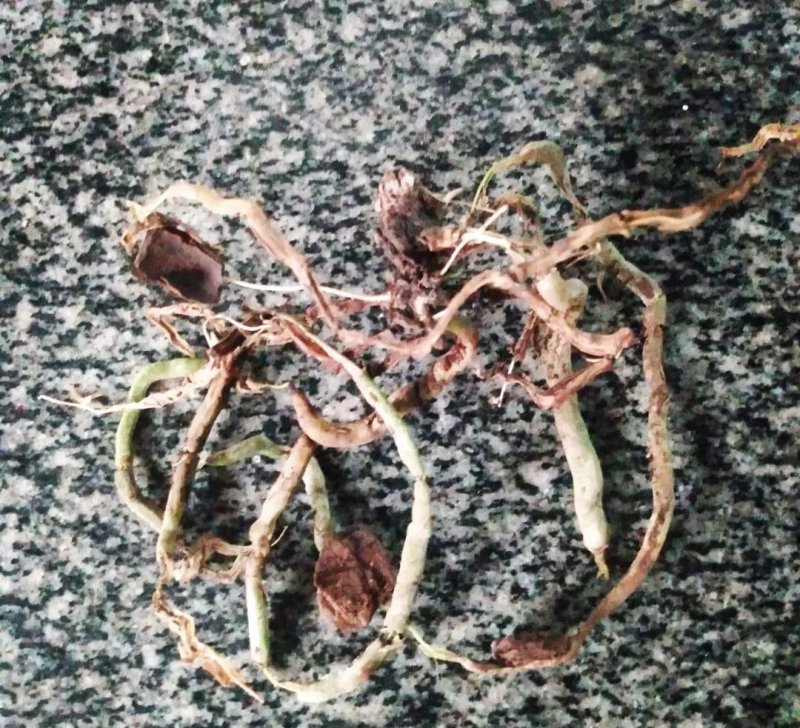 Orquídea morta levada por cliente ao Hospital de Plantas e Ideias para ser cuidada. Foto: Reprodução Instagram.