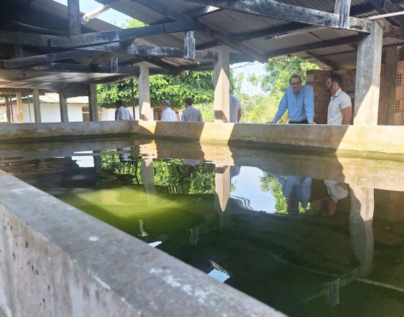 Pesquisa transforma pirarucu em alternativa sustentável para alimentação e saúde