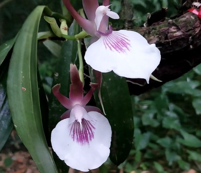 Representando 10% da flora do planeta, as epífitas possuem mais de 30.000 espécies em todo o mundo. Na Amazônia, são registradas mais de 5.580 espécies. Foto: Érico Xavier.